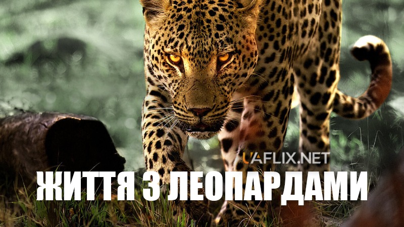 Життя з леопардами / Living with Leopards